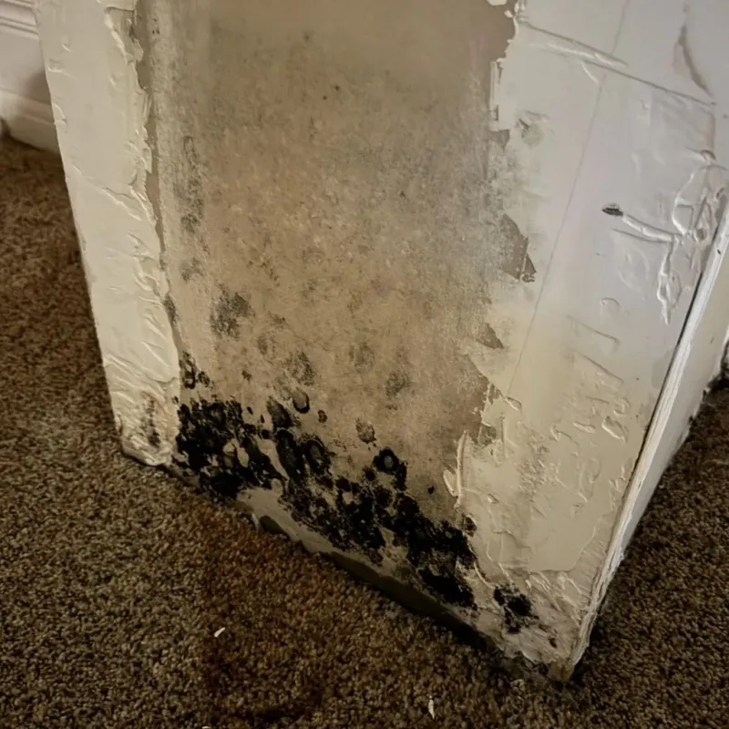 Professional Mold Removal in East Palo Alto, CA
